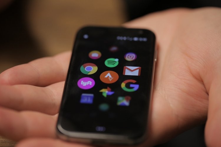 palm1.jpg