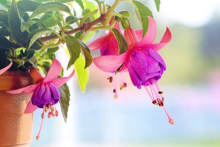 sm.fuchsia-3383825_960_720.750.jpg