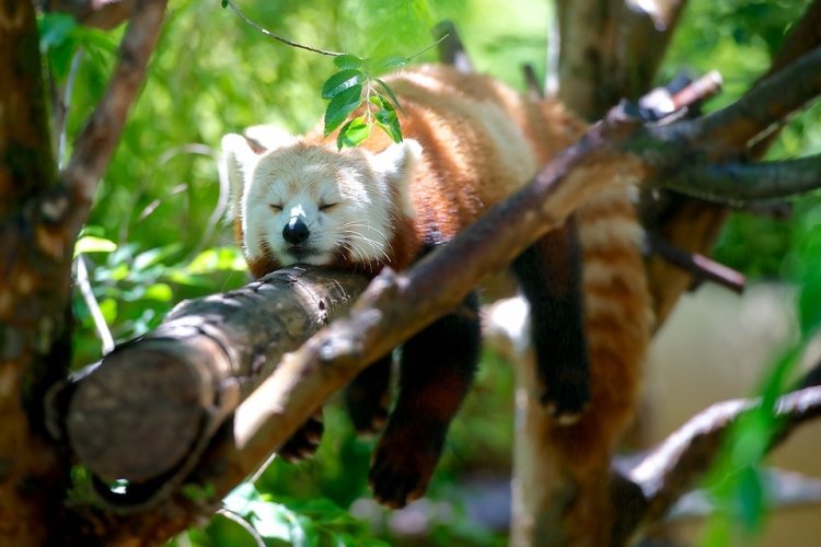 sm.red-panda-1159873_960_720.750.jpg