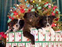 12-Dogs-of-Christmas-e1566743645651.jpg.0a7a7eb817997908d82f9d5c9d5d2ebe.jpg