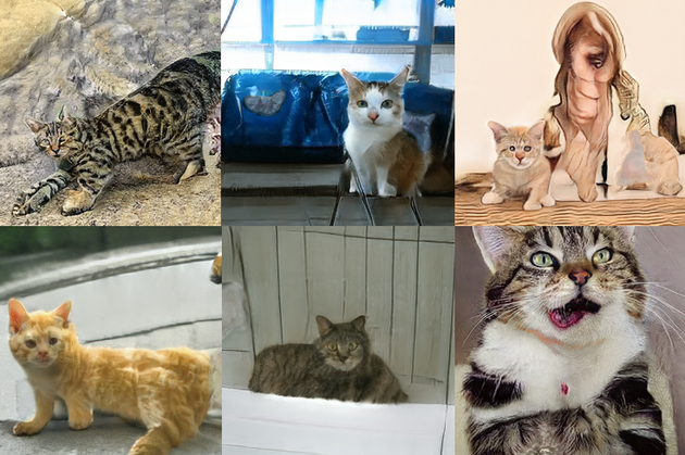 cats7.png