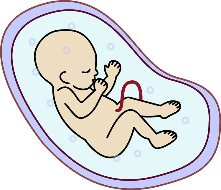 embryo.jpg