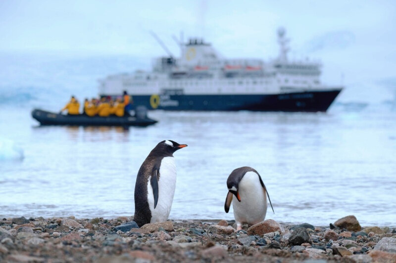 two-penguins-on-shore-unsplash.jpg
