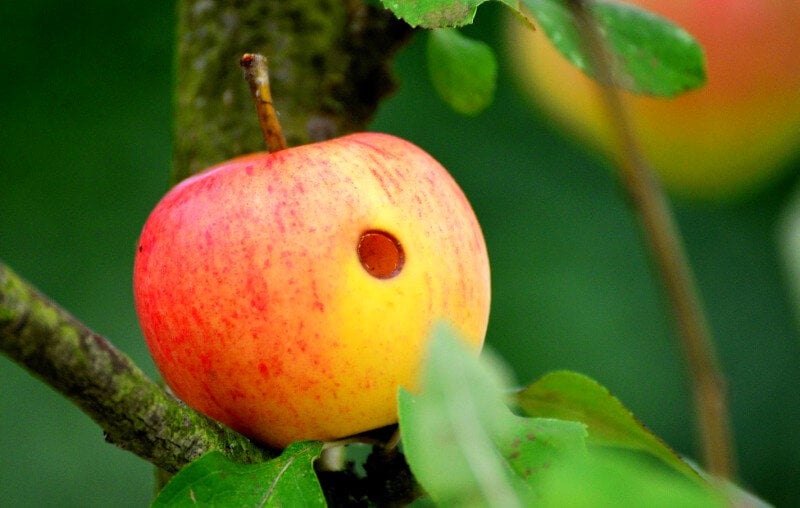 apple-wormhole-pixabay.jpg